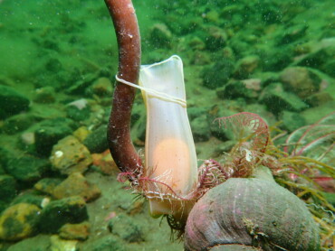 Mermaid's purse (catshark egg)