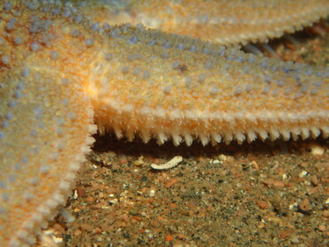 Common starfish