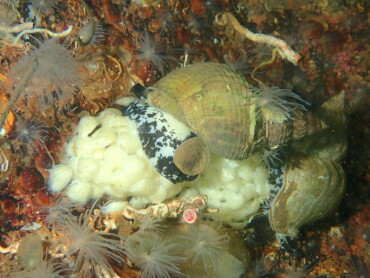 Common whelk, laying eggs