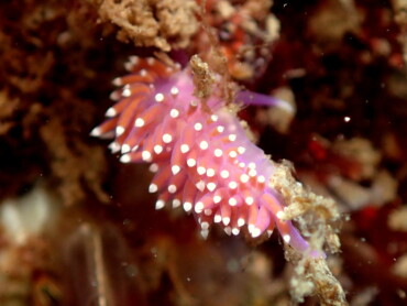Violet sea slug