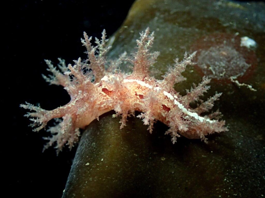 Bushy backed sea slug