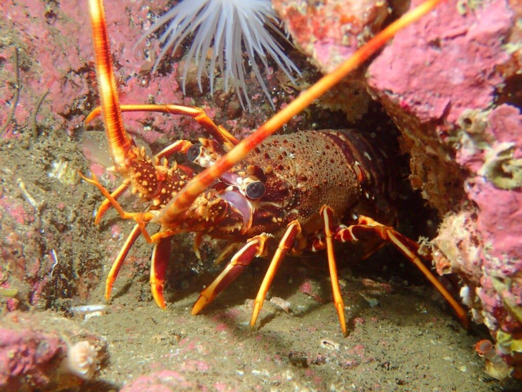 Crawfish, or spiny lobster