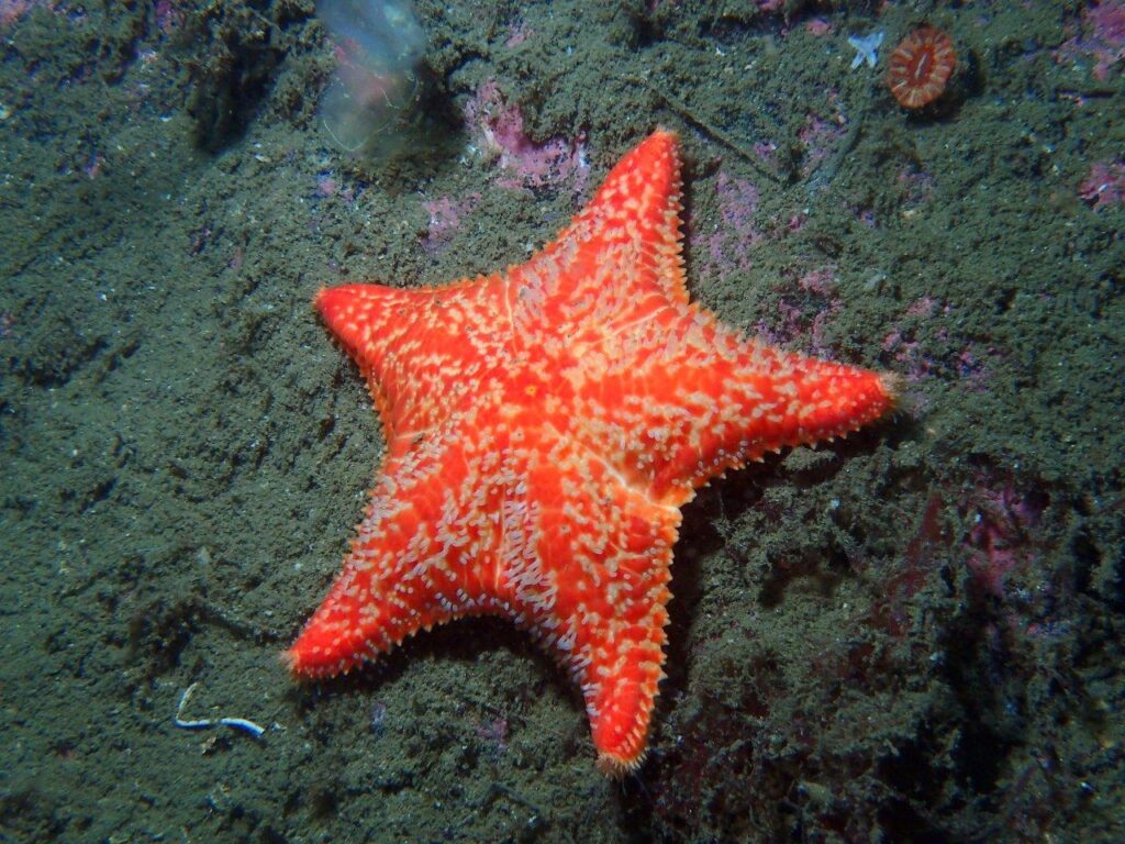 Kinlochbervie - red cushion star