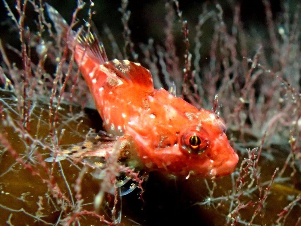 Long-spined sea scorpion