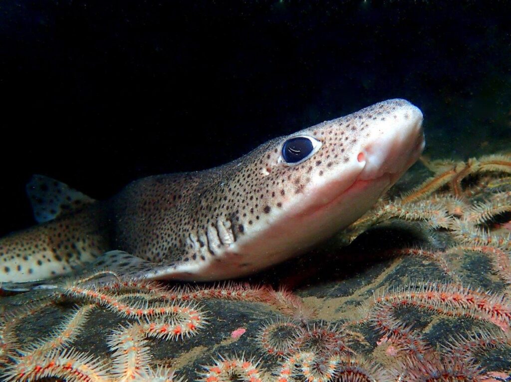 Small spotted catshark