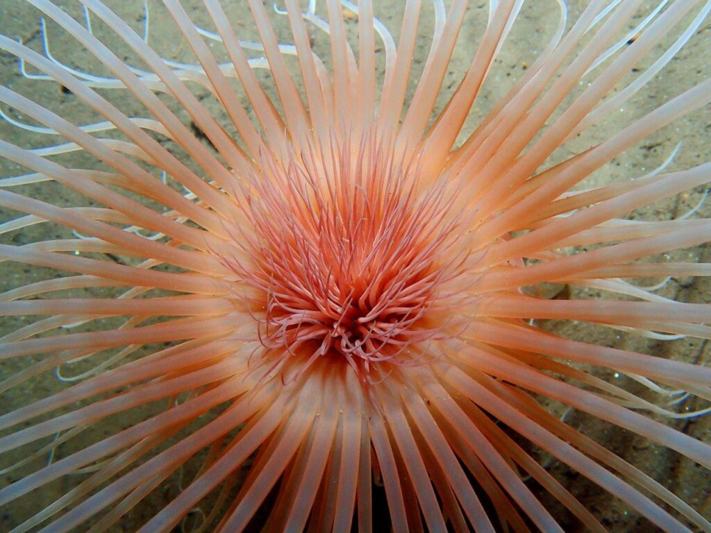 Fireworks anemone