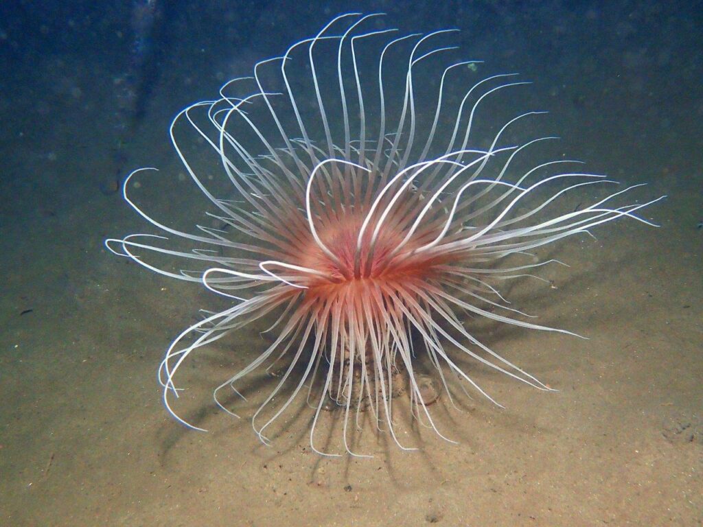 Fireworks anemone