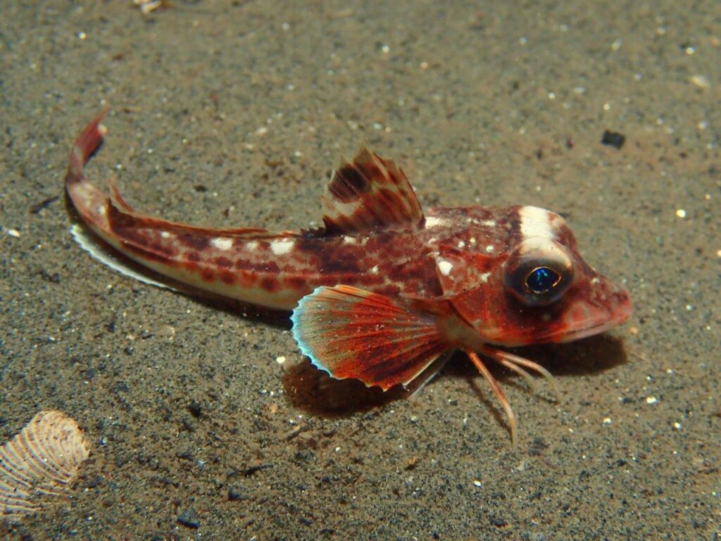 Gurnard