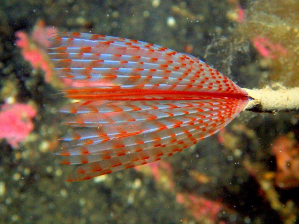 Loch Duich - peacock worm