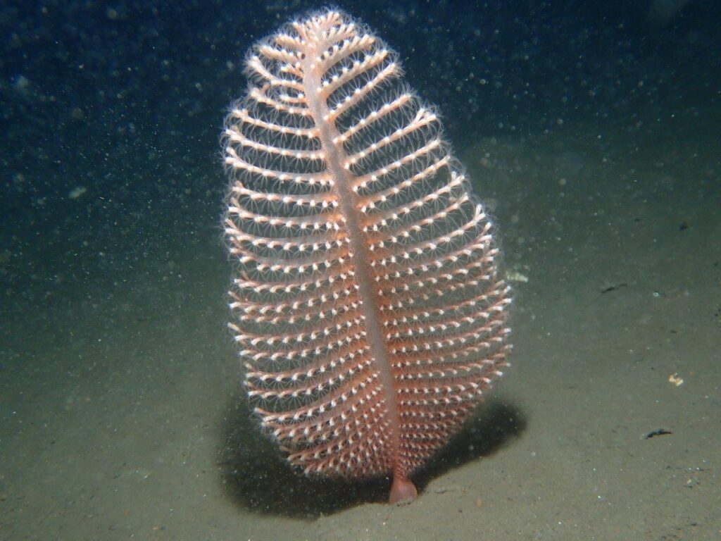 Phosphorescent sea pen