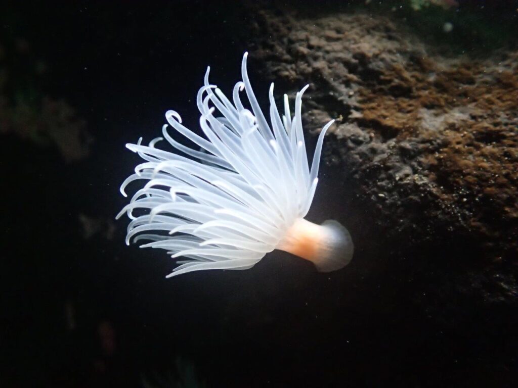 Sea loch anemone