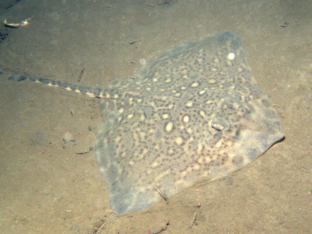 Thornback ray