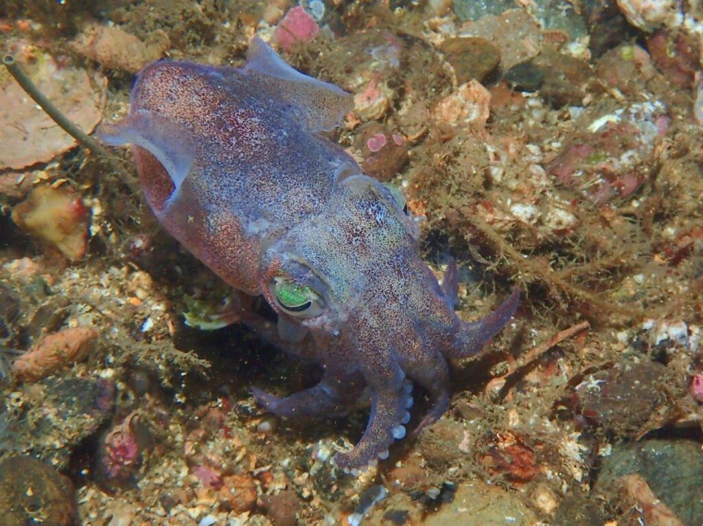 Bobtail squid