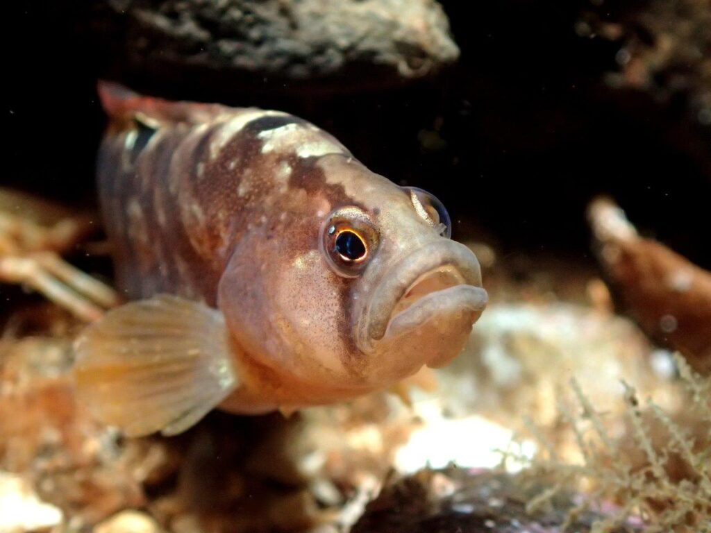 Butterfish
