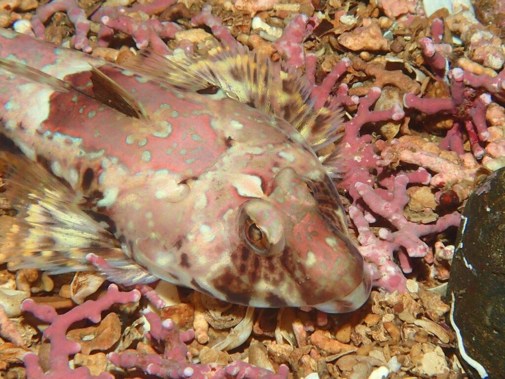 Dragonet