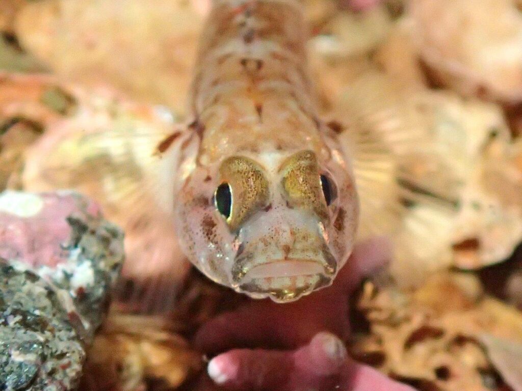 Goby