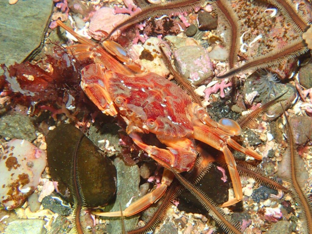 Harbour crab