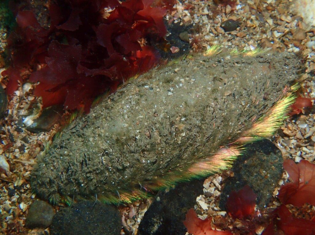 Lochcarron - sea mouse