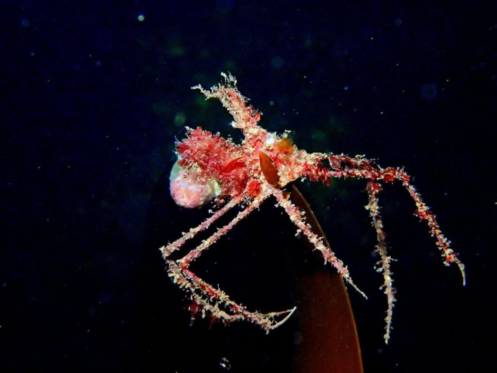 Long-legged spider crab