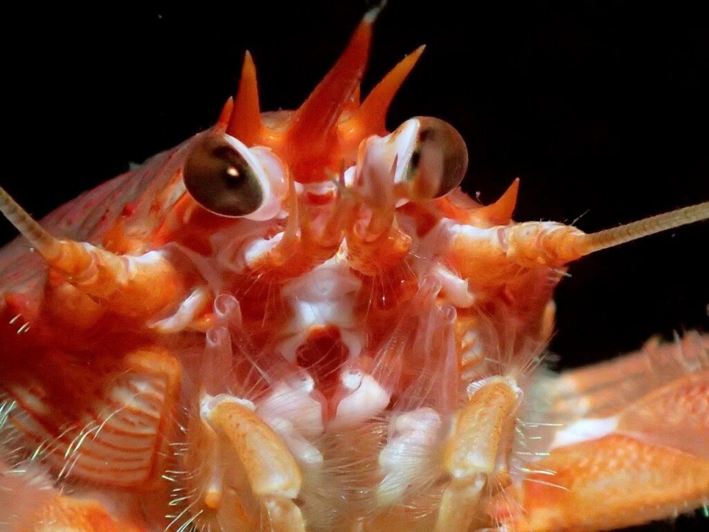 Long-clawed squat lobster