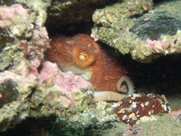 Curled octopus