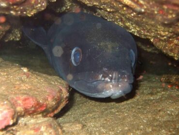 Conger eel