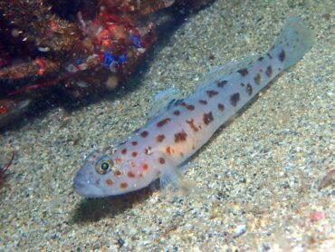 Leopard spotted goby