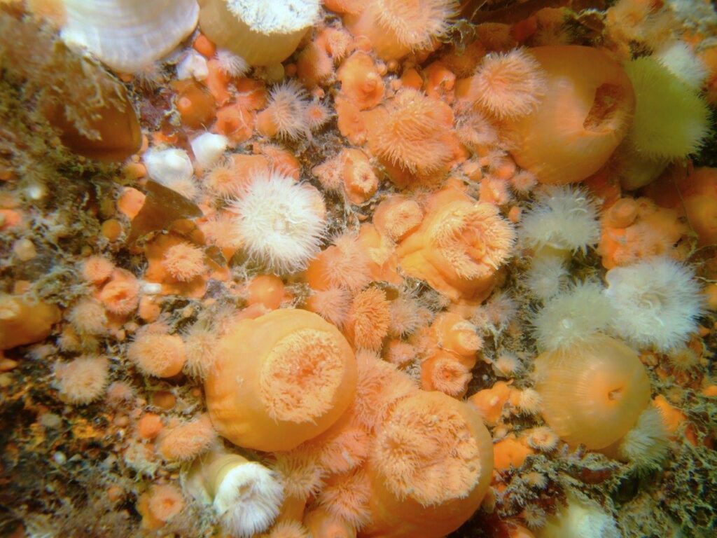 Plumose anemones