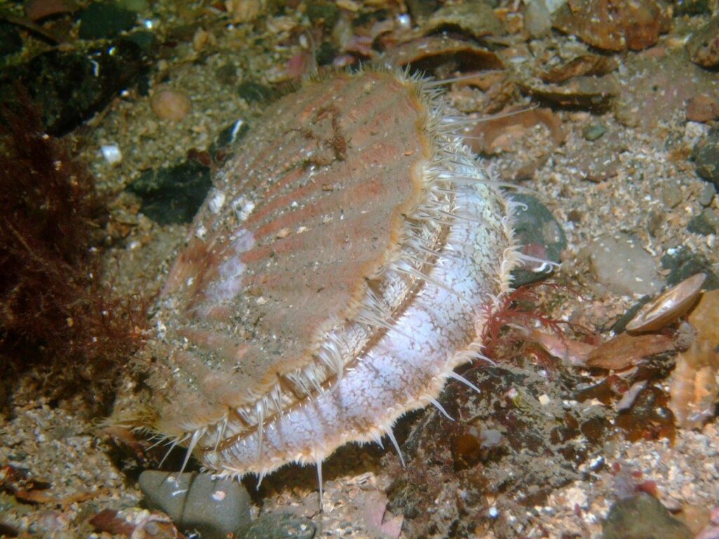 Scallop