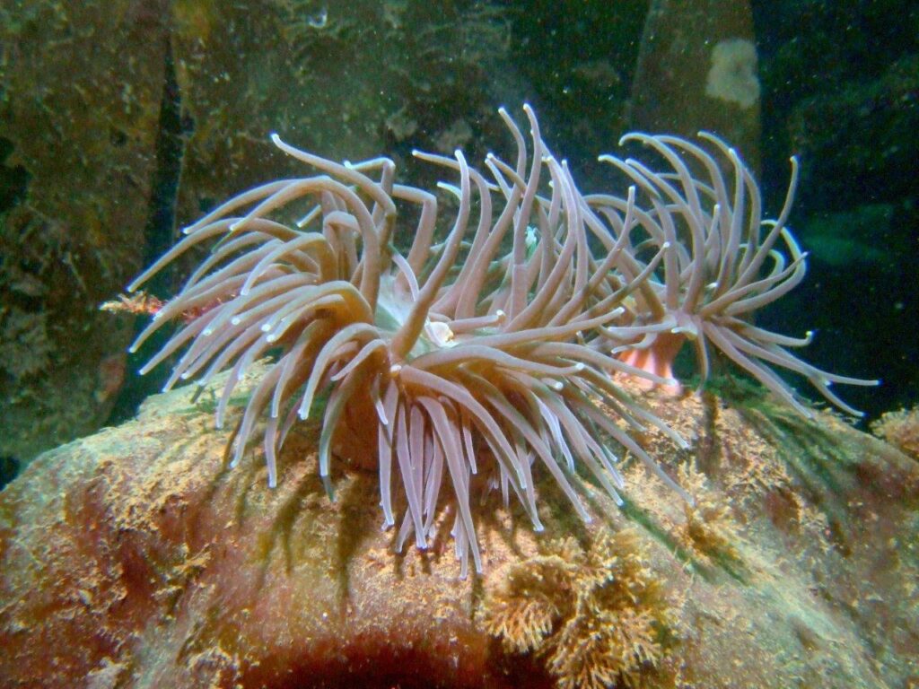 Snakelocks anemone