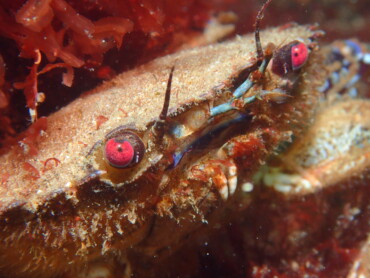 Velvet swimming crab