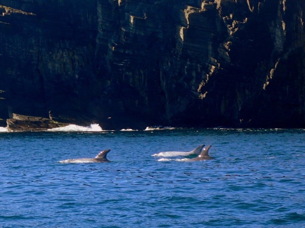 Wick - Risso's dolphins
