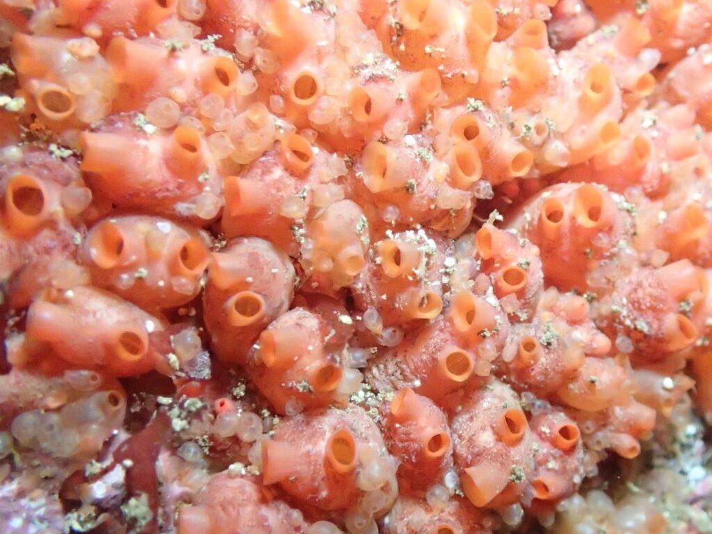 Baked bean sea squirt