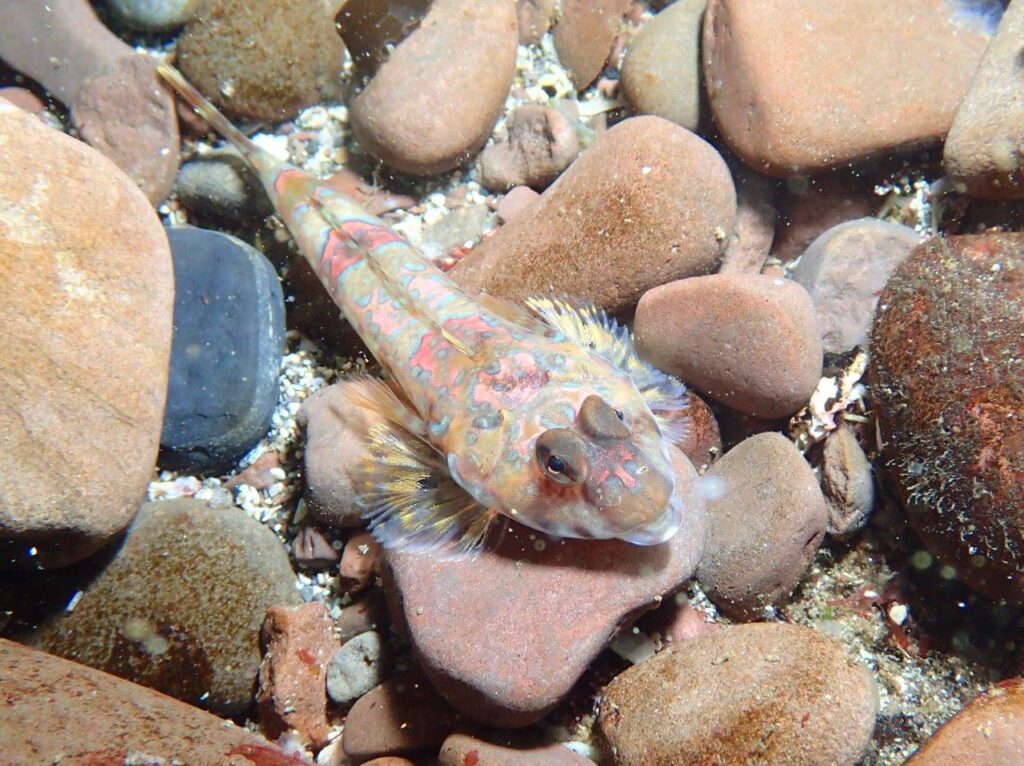 Dragonet