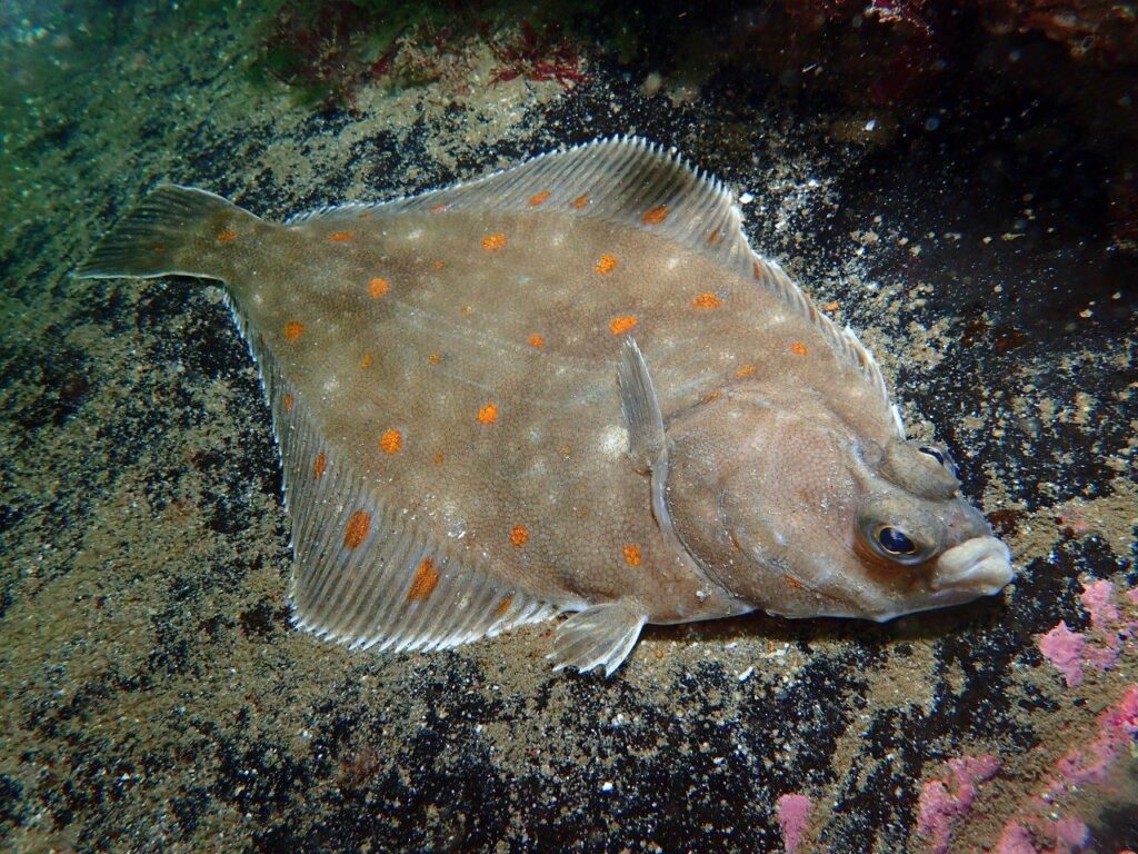 Plaice