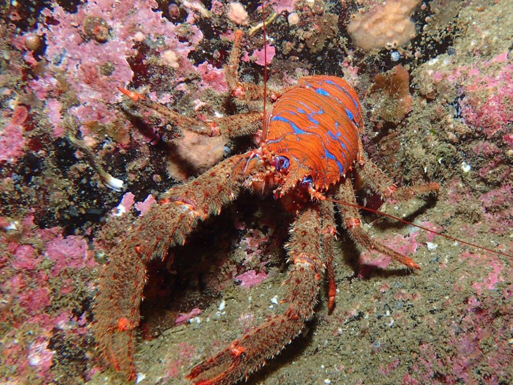 Spiny squat lobster