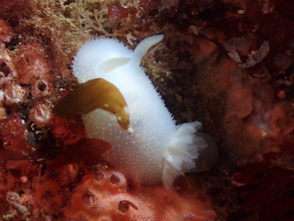 White hedgehog sea slug